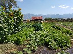 Produce growing at Everson Ranch - Cherrye Williams
